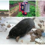 Armadilha de Mole