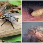 Gadfly humano pele e suas larvas