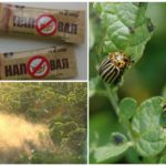 Uso da droga no local contra o besouro da batata do Colorado