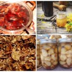 Infus dan decoctions dari kumbang kentang Colorado