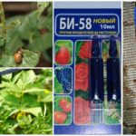 Significa Bi 58 contra o besouro da batata do Colorado