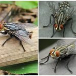 Gadfly Pele Humana