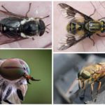 Gadfly e trouxa