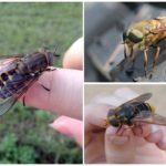 Gadfly e trouxa