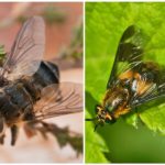 Gadfly e trouxa
