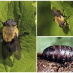 Gadfly gástrico