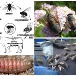 Gadfly ciclo de vida