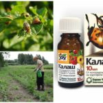O uso da droga Kalash do besouro de batata de Colorado