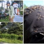 Tratamento profissional do território dos mosquitos