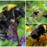Bumblebee jardim
