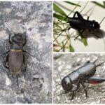 Field cricket