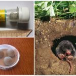 Comprimidos Alphos Mole + from moles