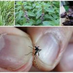 Ervas mosquito