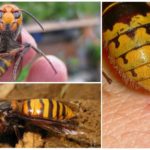 Mordida de Hornet Asiático