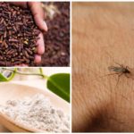 Odor de mosquito