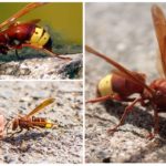 Hornet Oriental