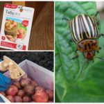 Proteção de tubérculos de batata antes de plantar