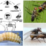 Gadfly ciclo de vida