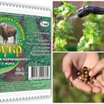 Veneno de bisonte do besouro de batata de Colorado