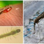 Mosquitos da malária
