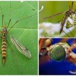 Grandes Mosquitos Cativantes