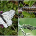 Lagarta e Borboleta Espinheiro