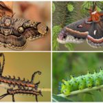 Bromium e sua lagarta à esquerda, cecropia e sua larva à direita