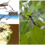 Ciclo de reprodução de mosquitos