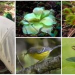Plantas predadoras, pássaros e sapos comendo mosquitos