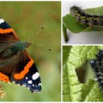 Orugas mariposa almirante