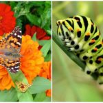 Mariposa cola de golondrina y su oruga