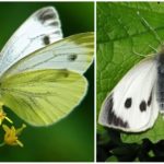 Repolho da borboleta