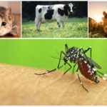 Animais mordida de mosquito