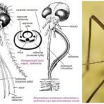 Estrutura da cabeça do mosquito