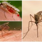 Picada de mosquito