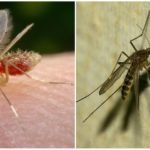 Mosquito e mosquito
