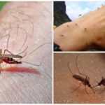 Picada de mosquito