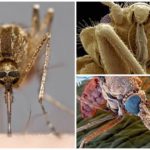 Mosquito sob o microscópio