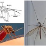 Anatomia do mosquito