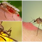 Picada de mosquito