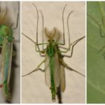Mosquitos sino verde