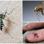 Tipo sanguíneo e mosquitos