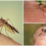 Picada de mosquito