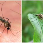 Mosquitos do tipo de kuleks