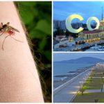 Mosquitos em Sochi
