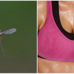 Mosquitos e o cheiro de suor
