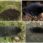 Espécies Mole