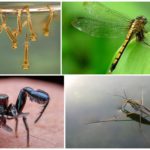 Insetos que comem mosquitos e suas larvas