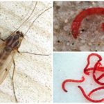 Larvas do mosquito comum (bloodworm)