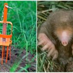 Armadilha de Mole